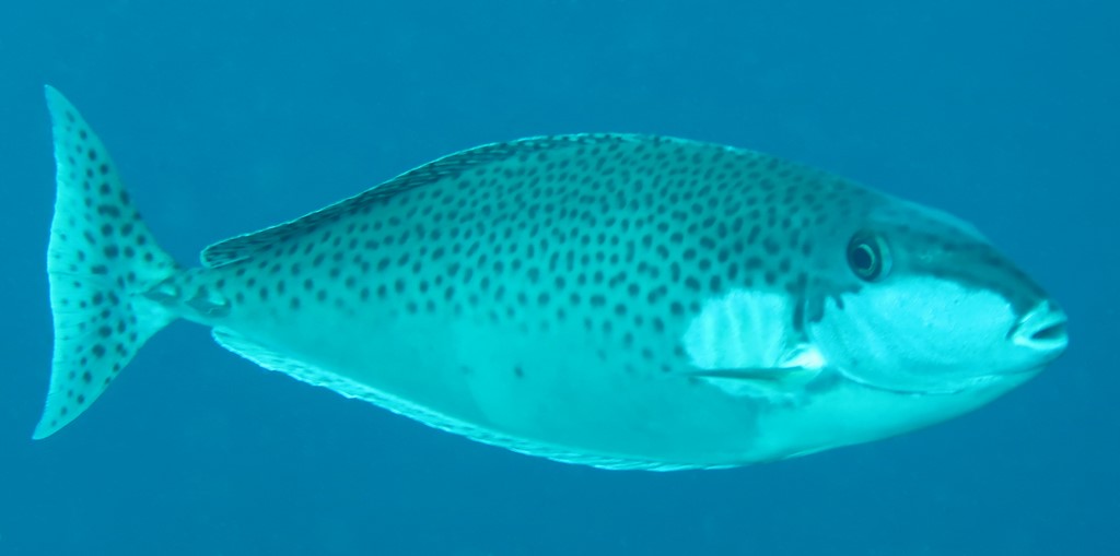 Naso lopezi Slender Unicornfish New Caledonia biodiversity collection