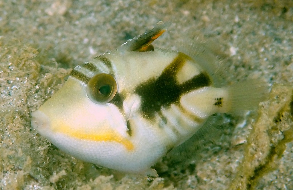 Rhinecanthus aculeatus Murasamemongara ムラサメモンガラ 少年 ニューカレドニア