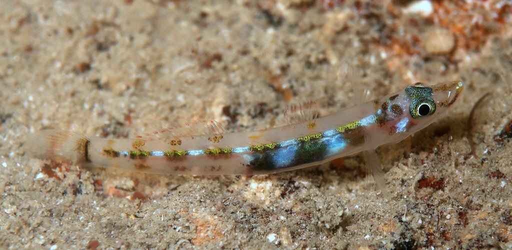 Rotuma lewisi New Caledonia cave diving
