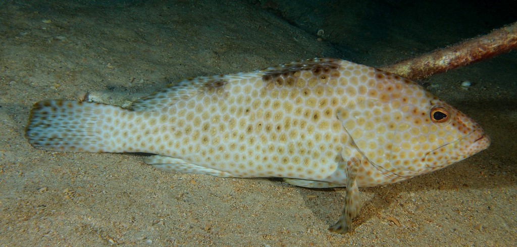 Epinephelus maculatus 花点石斑鱼 新喀里多尼亞