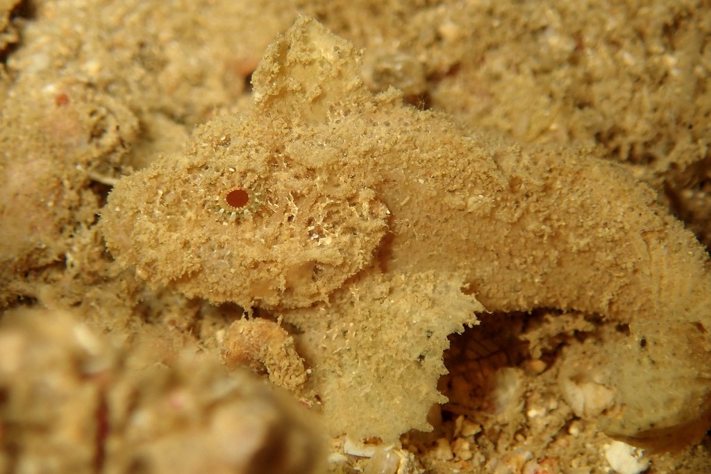 Paraploactis sp New caledonia east coast