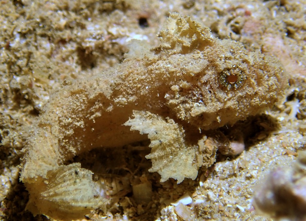 Paraploactis sp Poisson inconnu Nouvelle-Calédonie