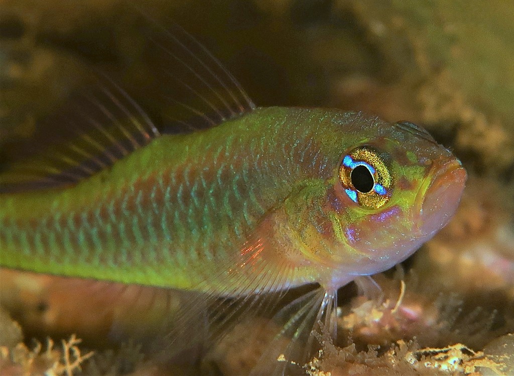 Trimma gigantum Gobie pygmée géant Nouvelle-Calédonie Bourail
