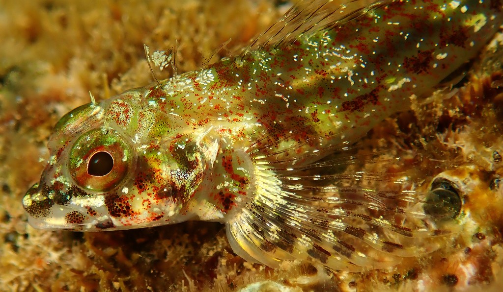 Helcogramma trigloides female Scarf triplefin New Caledonia Tripterygiidae
