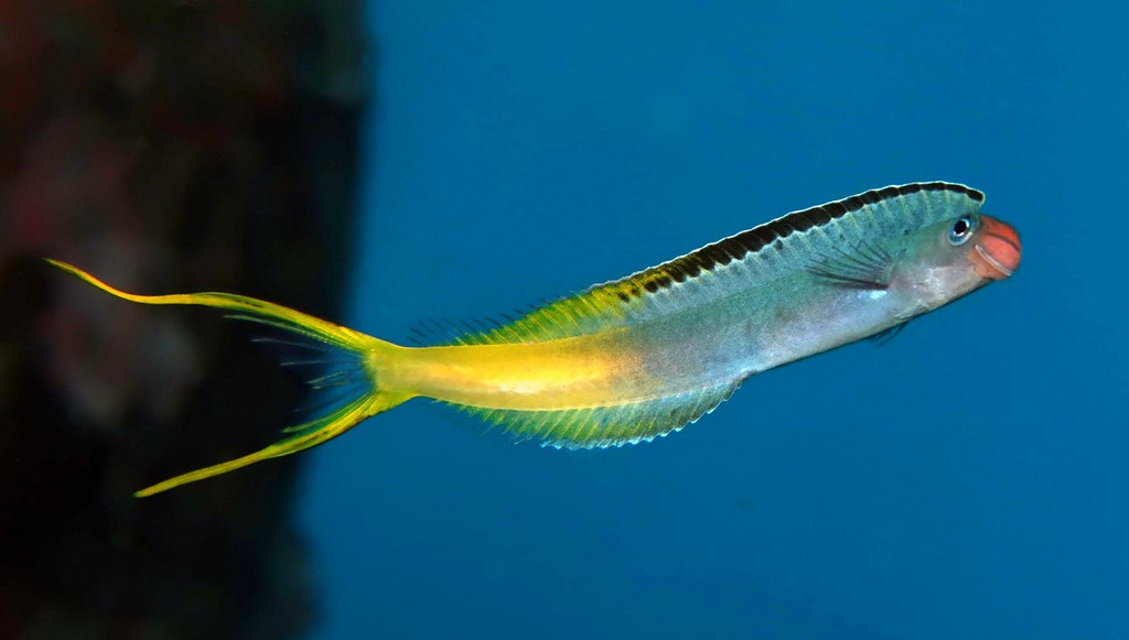 Plagiotremus laudandus Yellow-tailed blenny Poisson Nouvelle-Calédonie identification des poissons du lagon Calédonien