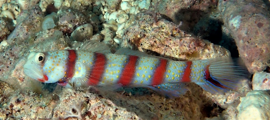 Amblyeleotris fasciata レッドバンデッドプラウンゴビー  ニューカレドニア