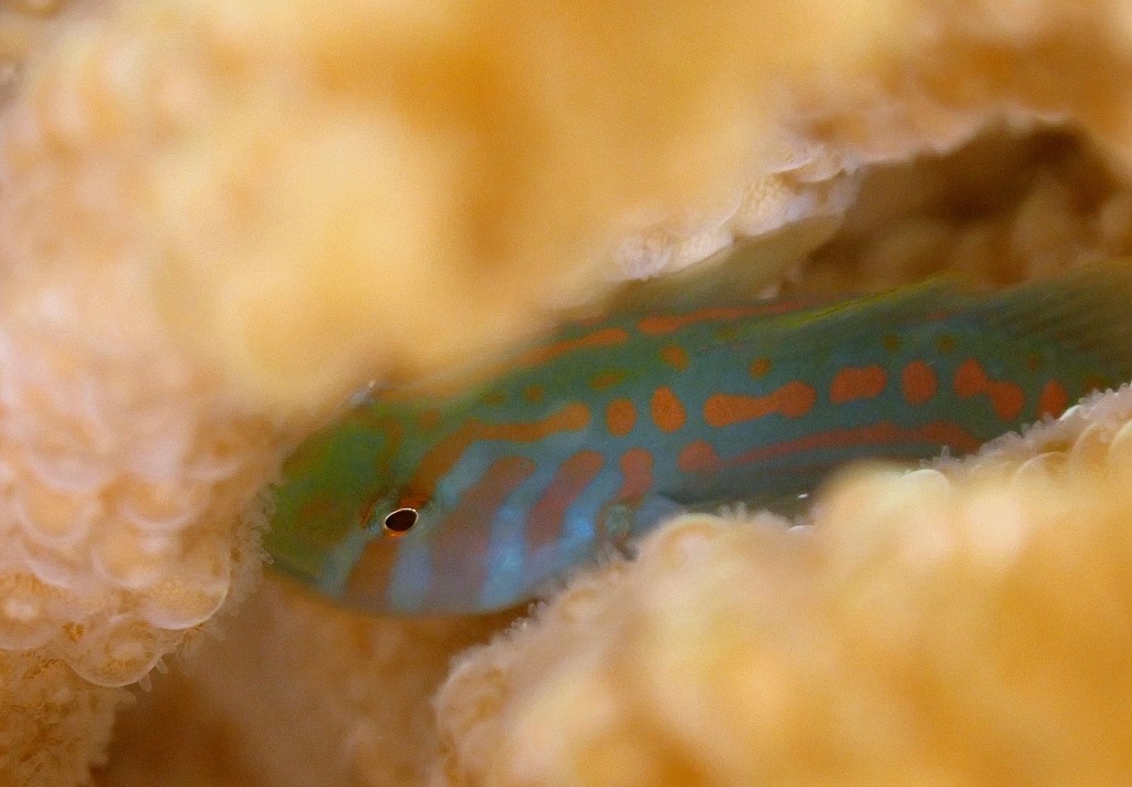 Gobiodon histrio Benisashikobanhaze ベニサシコバンハゼ ニューカレドニア