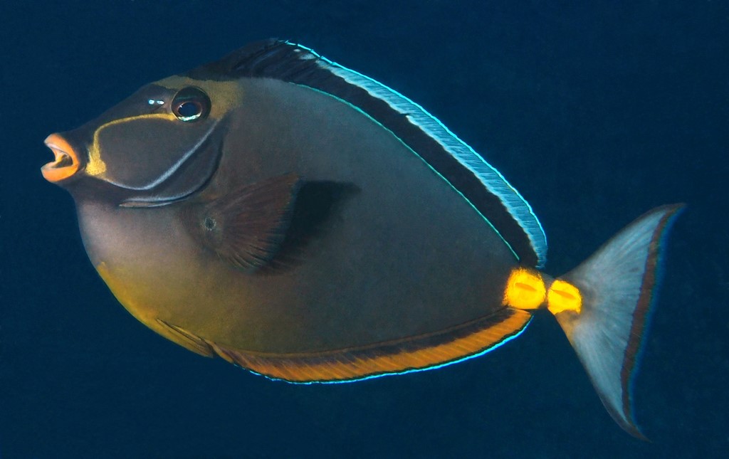 Naso lituratus nason à éperons jaune poisson de Nouvelle-Calédonie