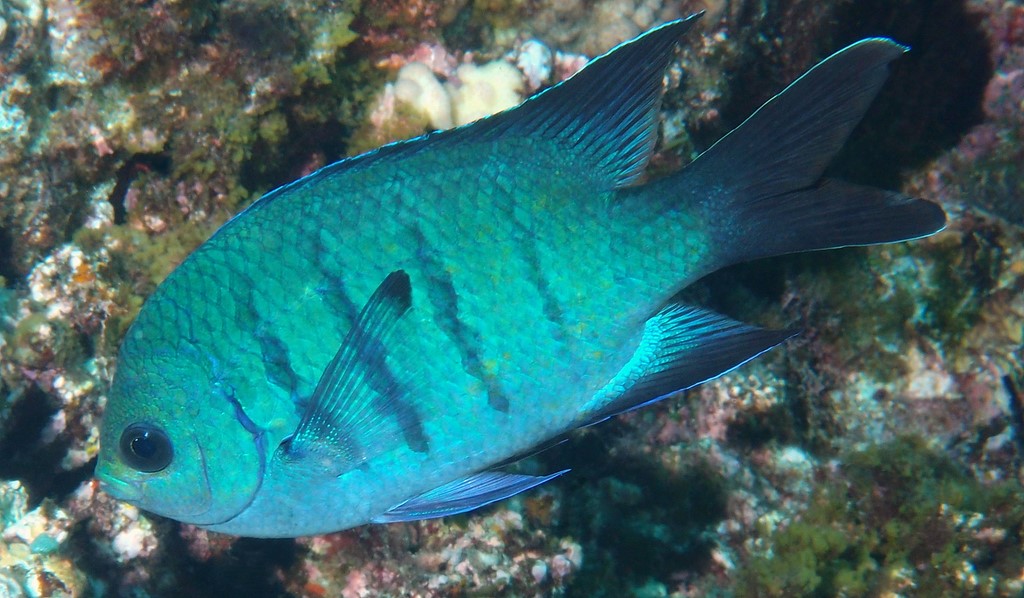 Abudefduf whitleyi Sergent-major de Whitley Nouvelle-Calédonie poisson du lagon biodiversité