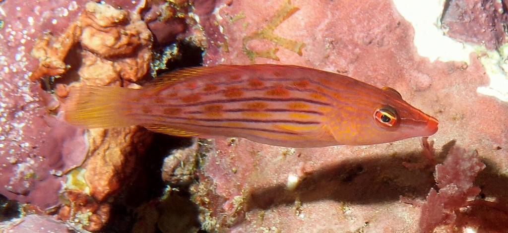 Pseudocheilinus octotaenia Eight-lined wrasse New Caledonia reddish to yellowish wrasse with about eight narrow purplish stripes