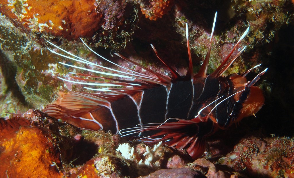 Pterois radiata Whitelined lionfish New Caledonia Venomous spines