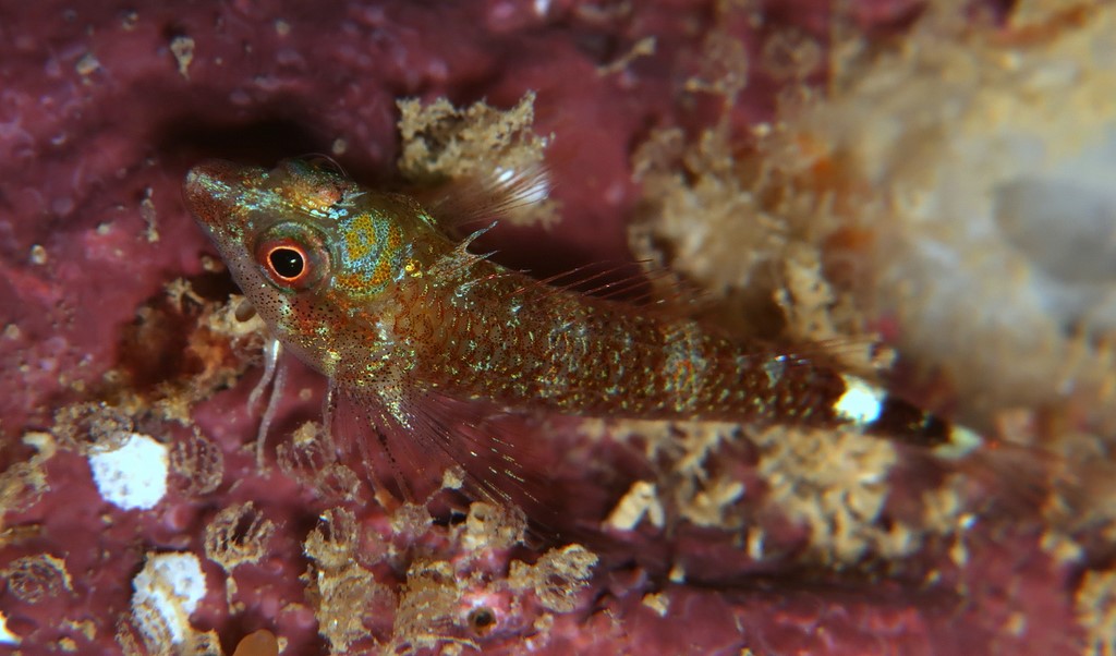 Enneapterygius flavoccipitis Northern bicolored triplefin New Caledonia
