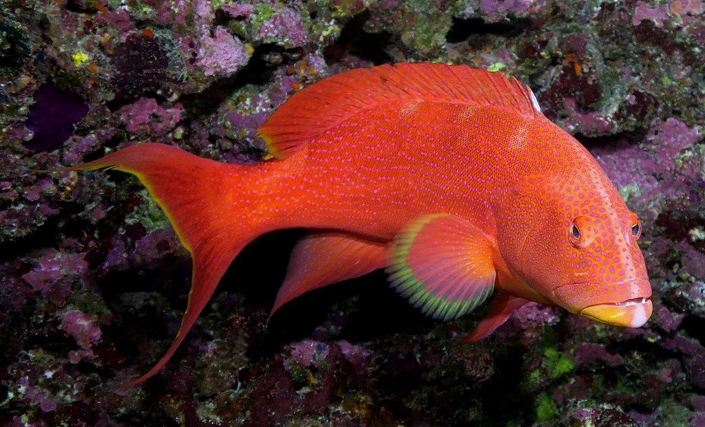 Variola louti Mérou croissant de lune Nouvelle-Calédonie plongée sous-marine récif