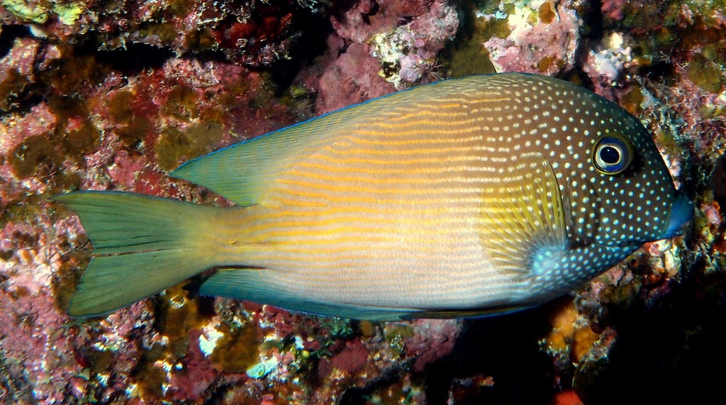 Ctenochaetus cyanocheilus Short-tail bristle-tooth New Caledonia acanthuridae