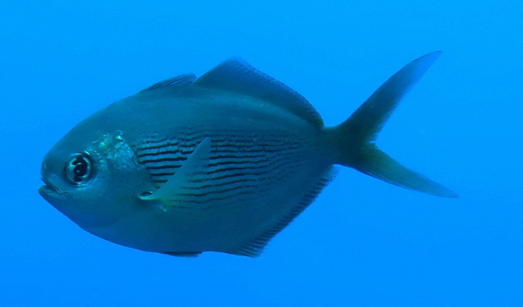 Psenes cyanophrys Psenes aux sourcils bleus Nouvelle-Calédonie poisson Bourail
