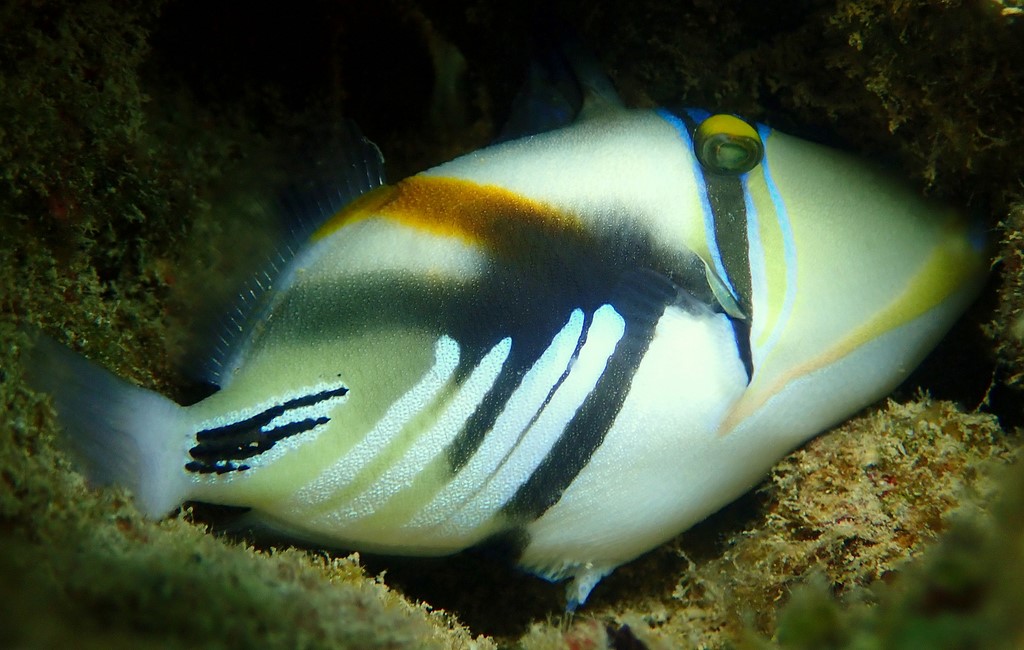 Rhinecanthus aculeatus White banded triggerfish New Caledonia
