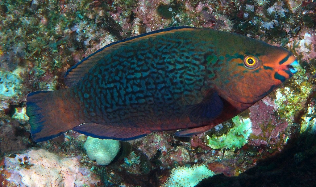 Scarus niger Buchibudai ブチブダイ ニューカレドニア