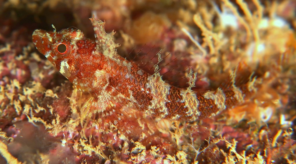 Norfolkia thomasi 托氏諾福克鳚 新喀里多尼亞