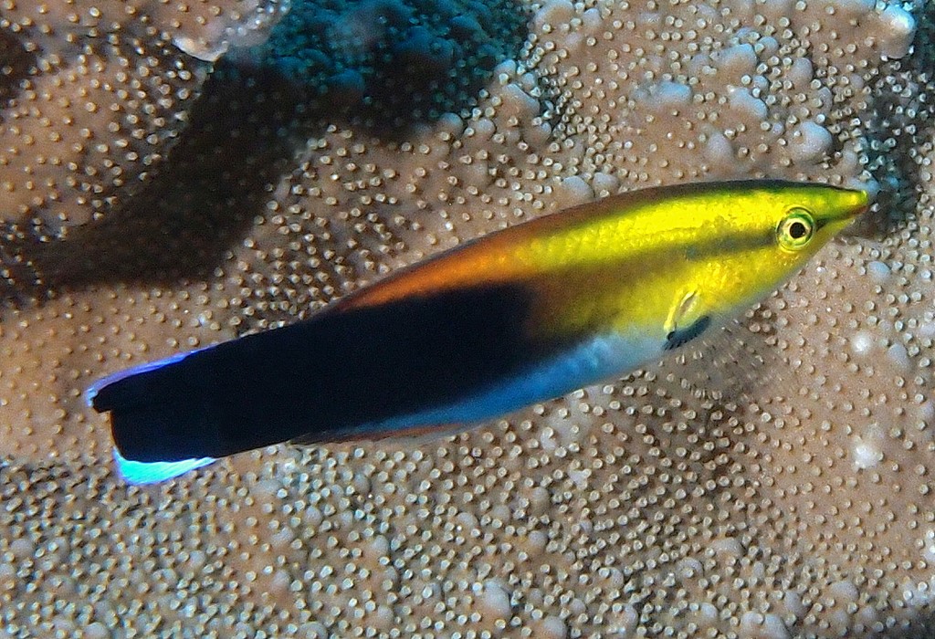 Labroides pectoralis Breastspot cleaner wrasse New Caledonia
