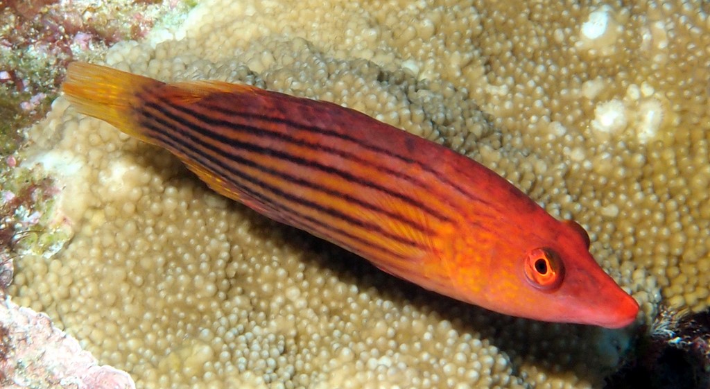 Pseudocheilinus octotaenia Labre à huit lignes Nouvelle-Calédonie poisson récif
