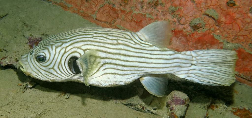 Arothron reticularis Reticulate toadfish New Caledonia