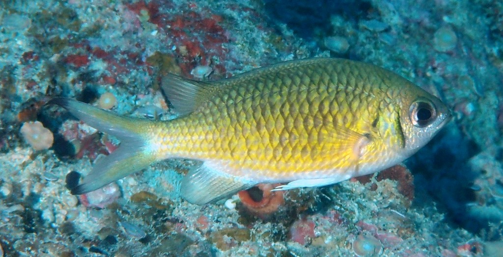 Chromis weberi Weber's puller New Caledonia