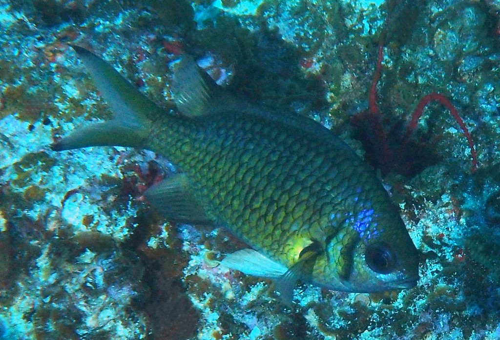Chromis weberi Chromis de Weber Nouvelle-Calédonie