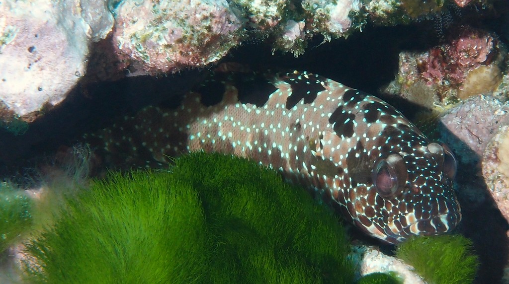 Epinephelus hexagonatus Loche à hexagones juvénile Nouvelle-Calédonie 