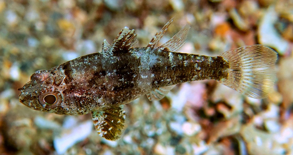 Foa fo Weedy cardinalfish New Caledonia color variations