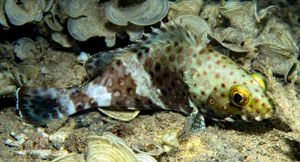 Epinephelus maculatus Mero aleta alta