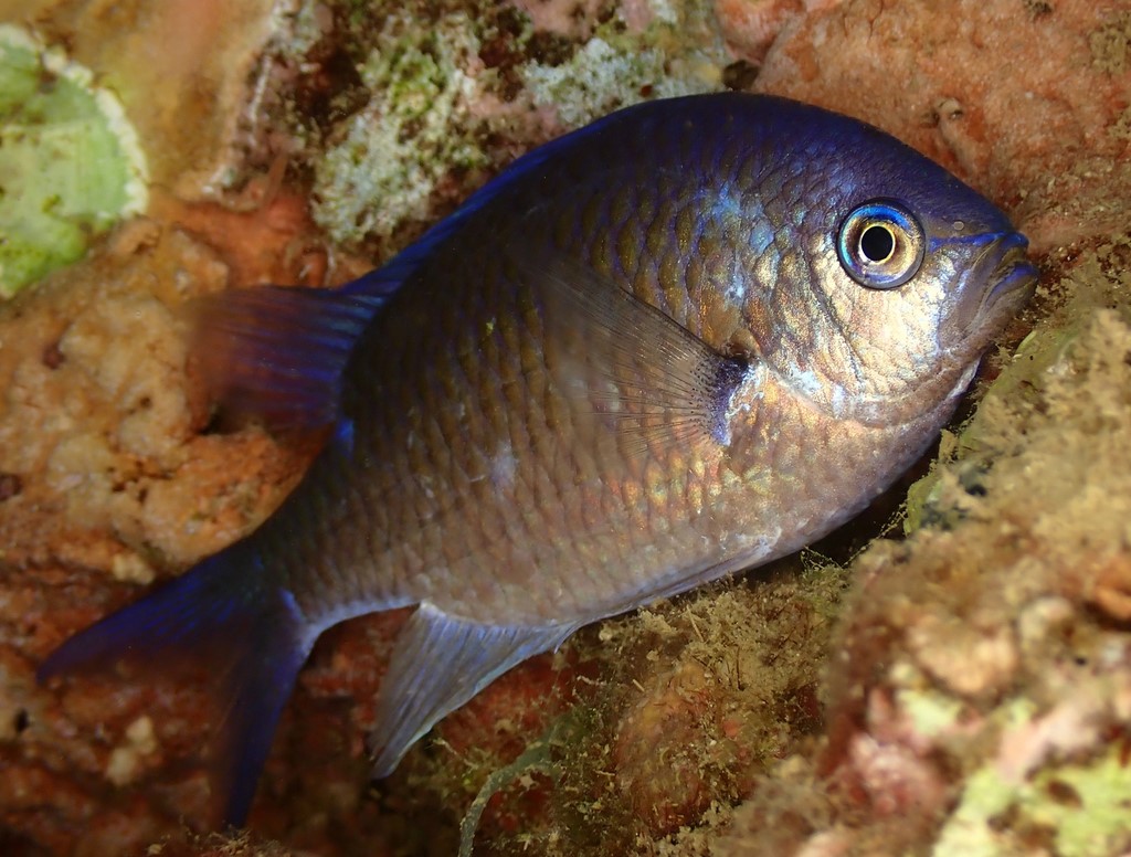 Chromis atripectoralis Aoba-suzumedai アオバスズメダイ ニューカレドニア