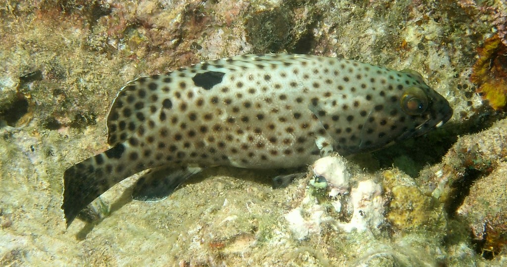 Epinephelus howlandi Howland island rock cod New Caledonia