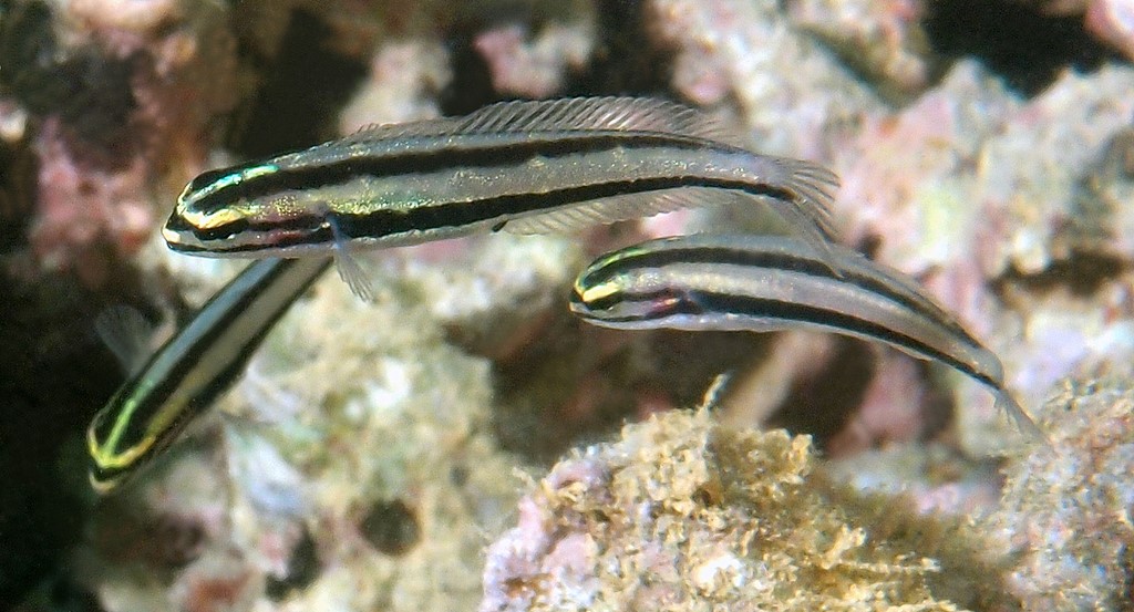 Meiacanthus ditrema Nouvelle-Calédonie blennie à double bandes noires