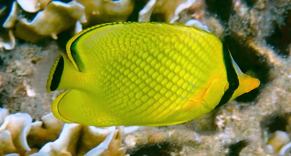 Chaetodon rafflesii Poisson-papillon quadrillé Nouvelle-Calédonie poisson jaune