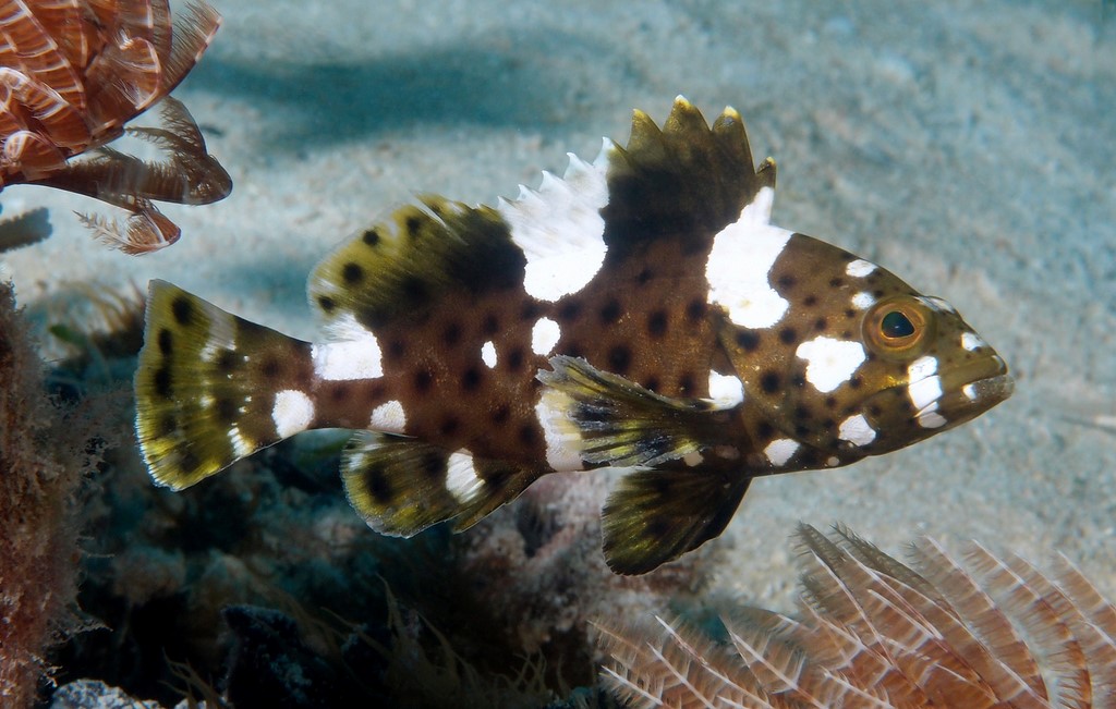 Epinephelus maculatus Mérou haute voile Nouvelle-Calédonie
