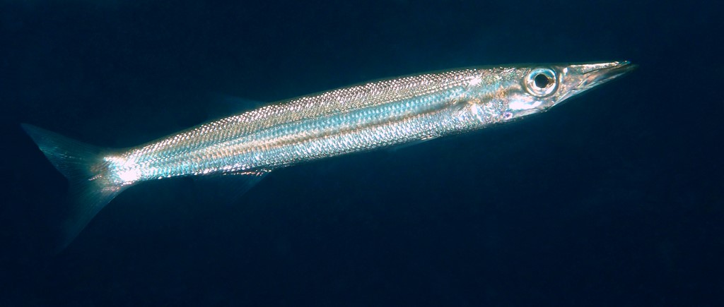 Sphyraena stellata Yellow-striped Barracuda New Caledonia