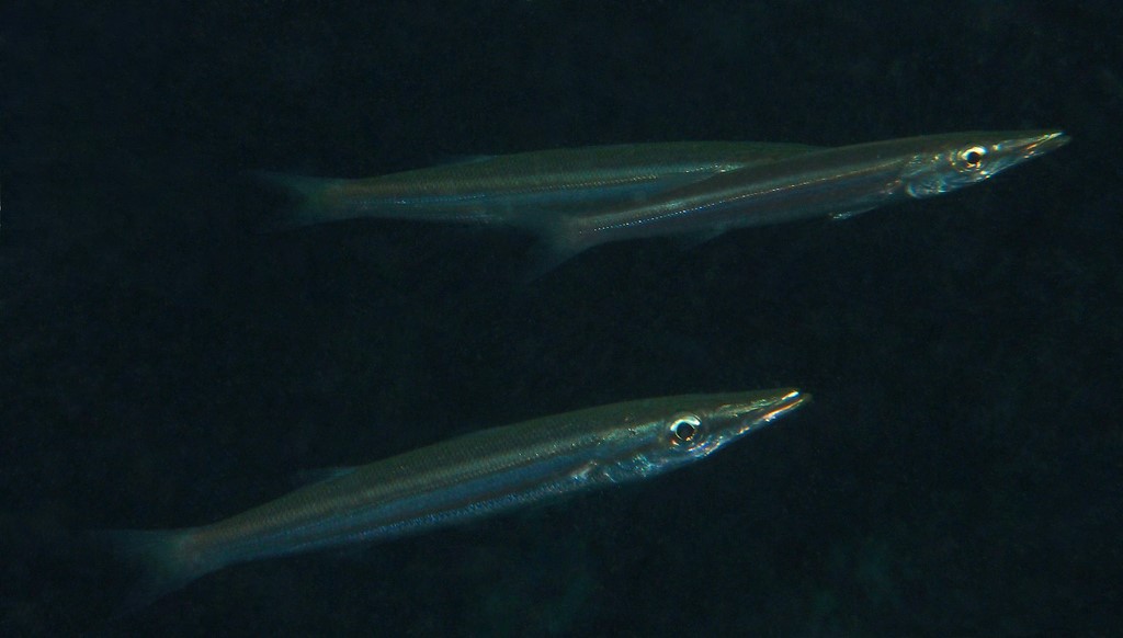 Sphyraena stellata  Hoso-kamasu 細ーカマス ニューカレドニア