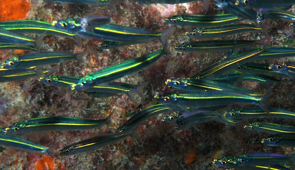 Spratelloides gracilis Sprat argenté Nouvelle-Calédonie