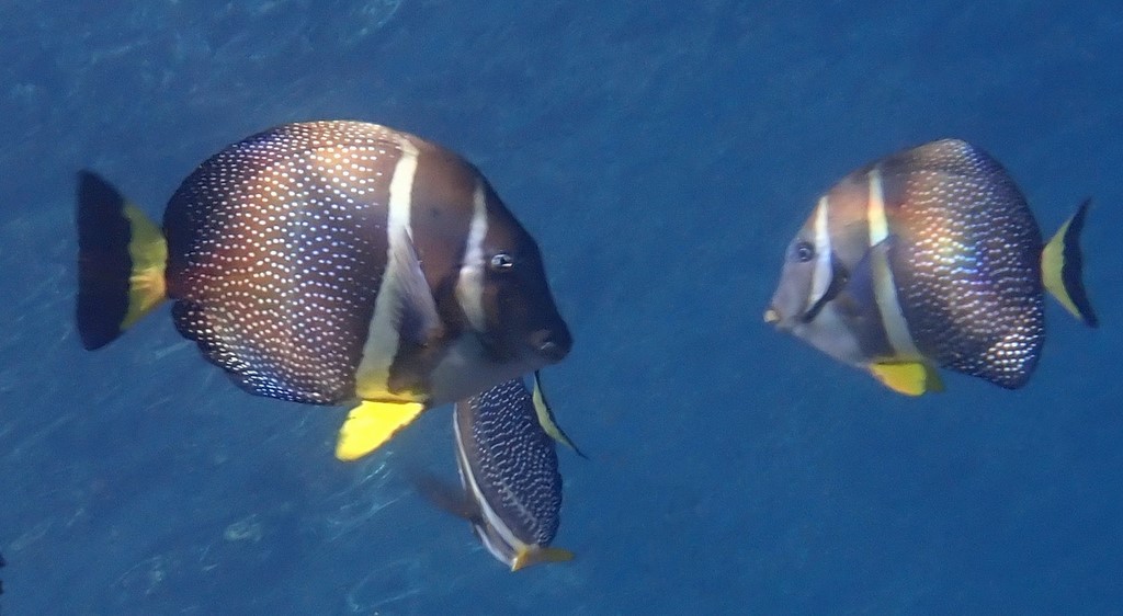 Acanthurus guttatus Chirurgien moucheté Nouvelle-Calédonie