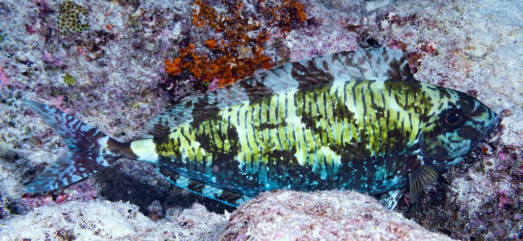 Naso thynnoides Nason à une épine Nouvelle-Calédonie Grand lagon nord
