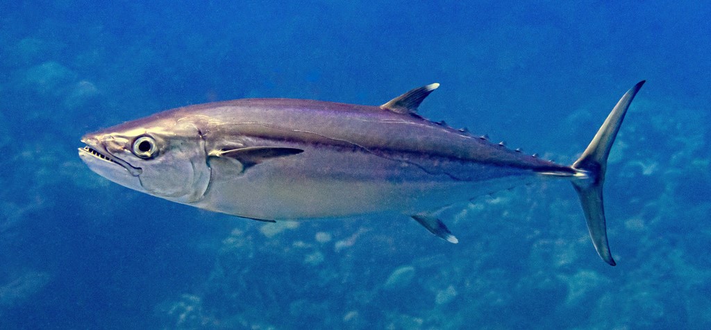 Gymnosarda unicolor Tokakin イソマグロ ニューカレドニア