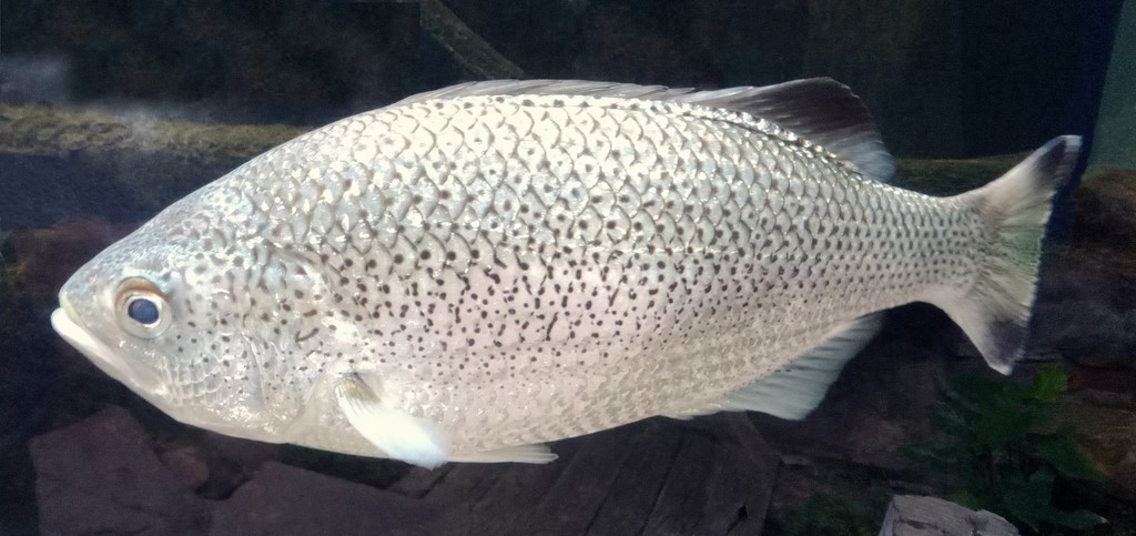 Kuhlia rupestris River flagtail New Caledonia stream