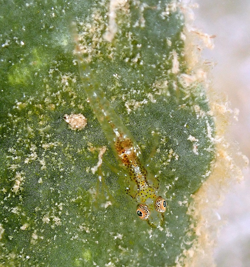 Pleurosicya bilobata Umishôbuhaze ウミショウブハゼ ニューカレドニア