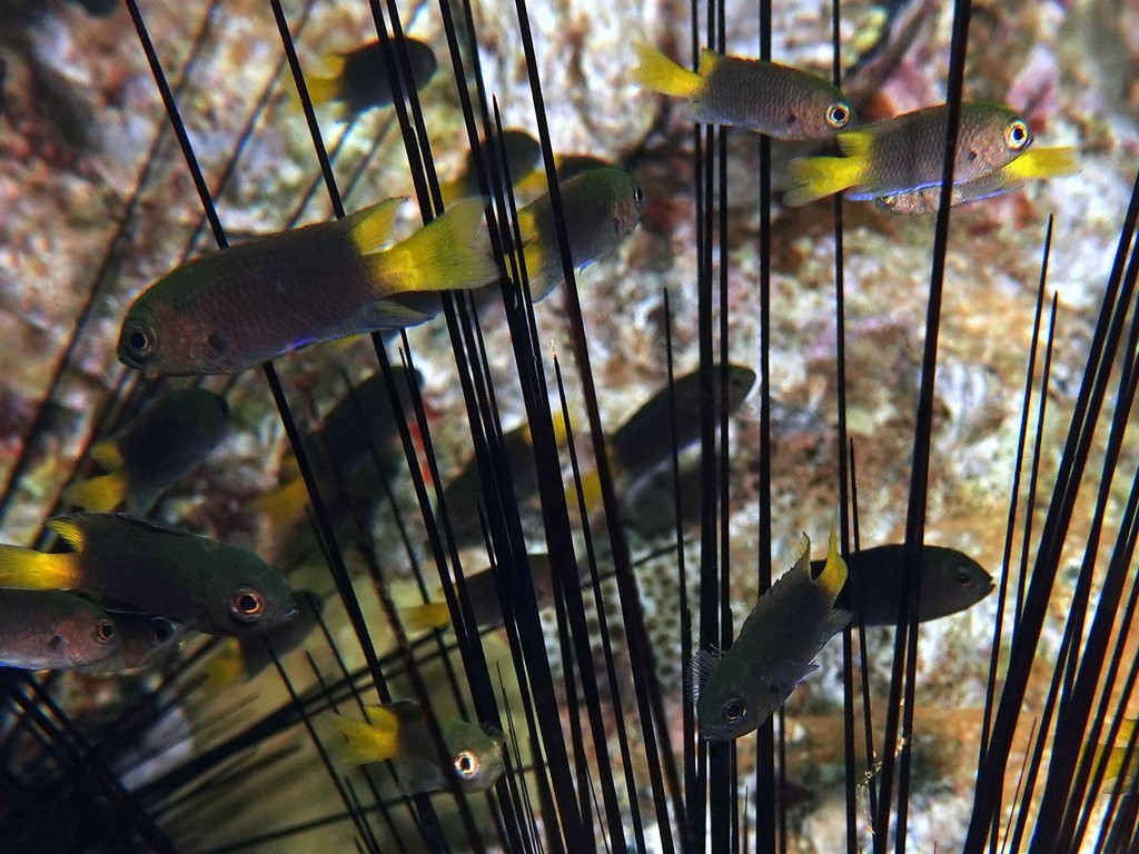 Neopomacentrus violascens Violet damsel juvenile sea urchin New Caledonia