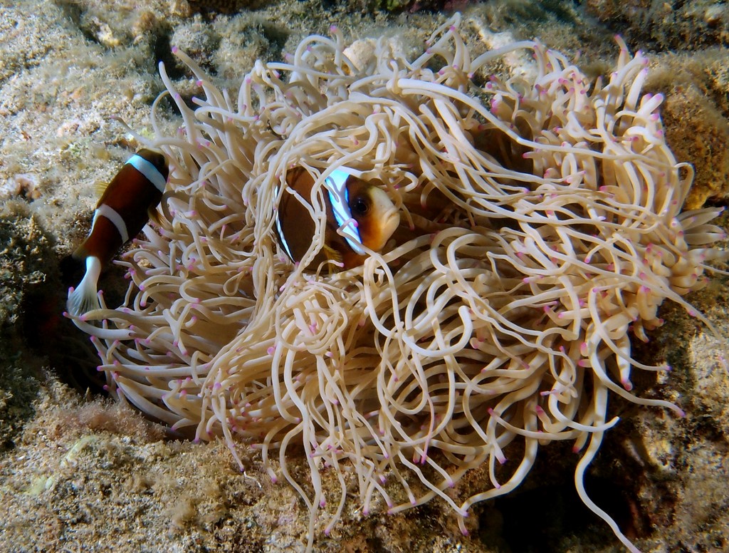 Amphiprion akindynos Pez payaso australiano