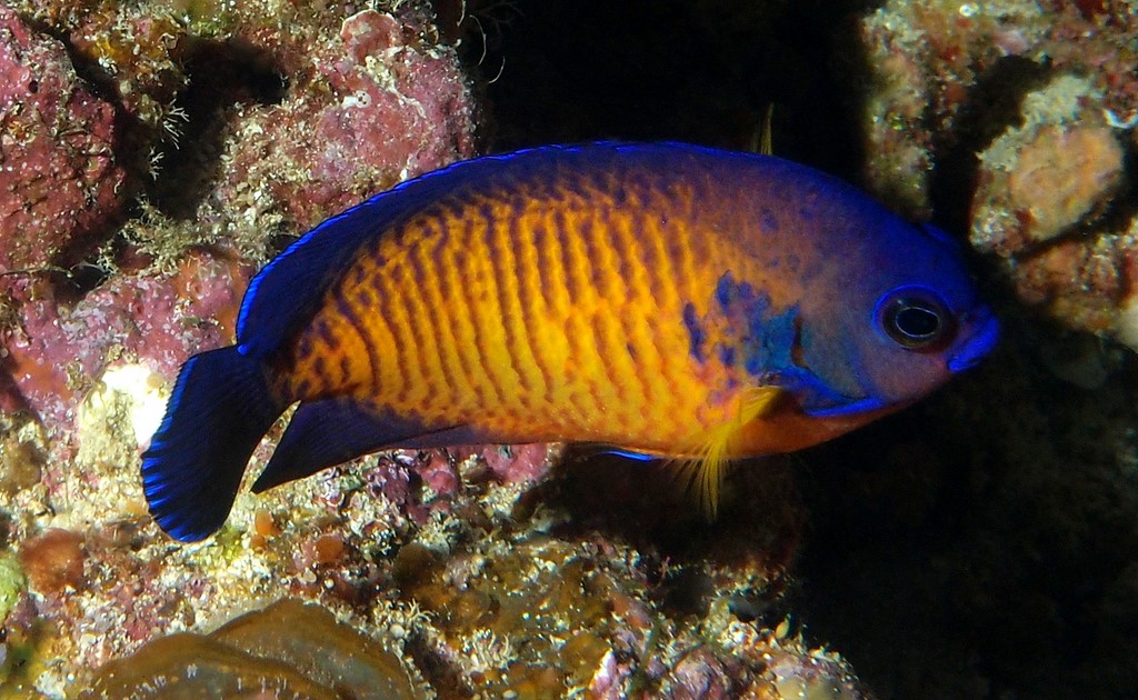 Centropyge bispinosa 雙棘奇蓋刺魚 新喀里多尼亞