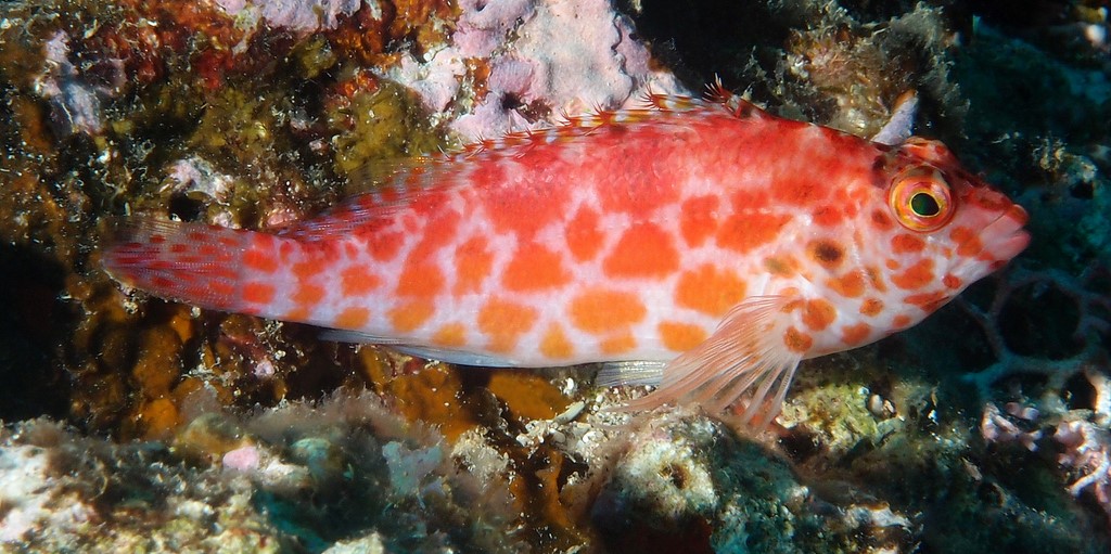 Cirrhitichthys oxycephalus Gefleckter Büschelbarsch