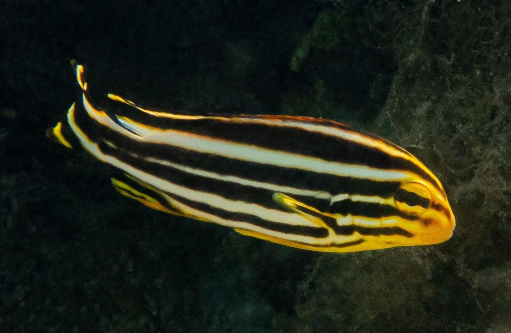Plectorhinchus lineatus oblique-lined sweetlips New Caledonia fish collection