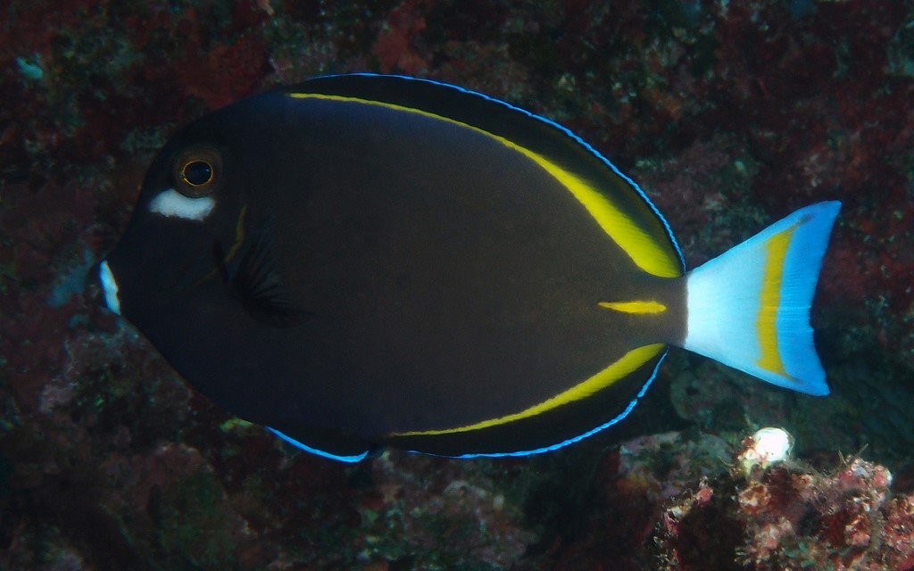 Acanthurus nigricans Megane-kurohagi メガネクロハギ ニューカレドニア