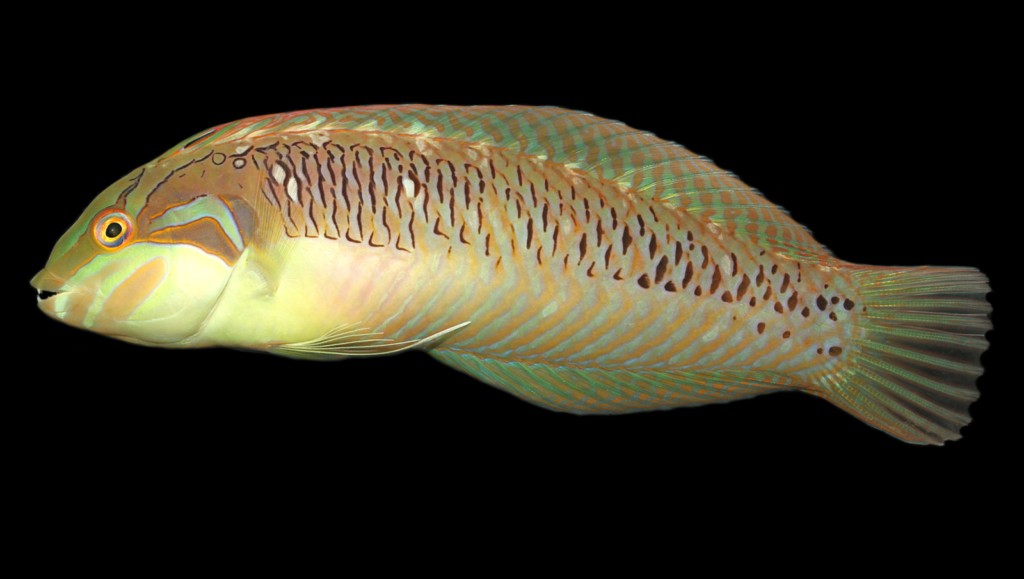 Novaculoides macrolepidotus Seagrass razorfish New Caledonia lagoon
